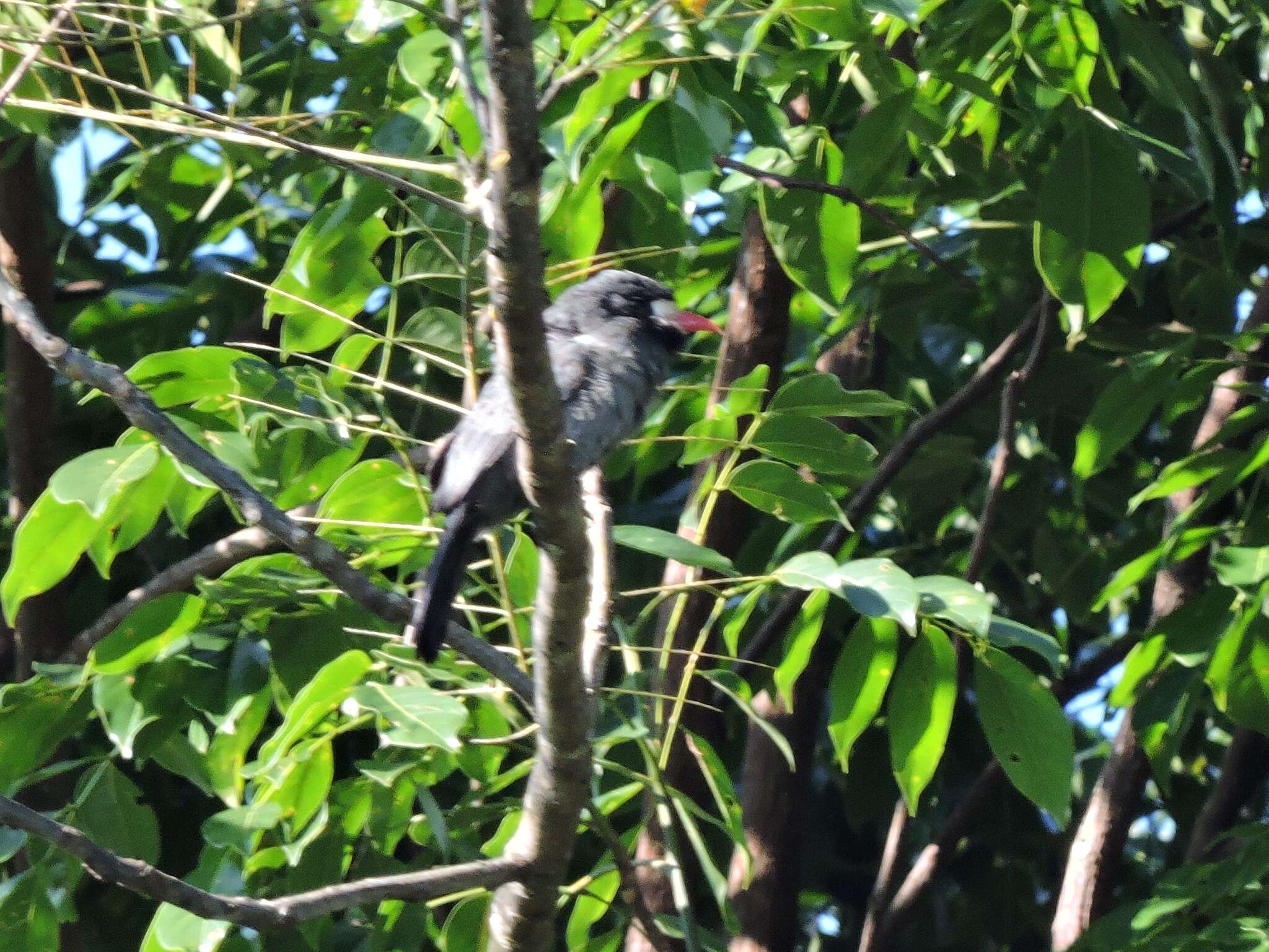 Image of White-fronted Nunbird