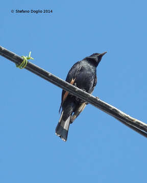 Image of Arabian Chestnut-winged Starling