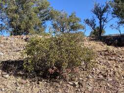 Sivun Rhus virens var. choriophylla (Wooton & Standl.) L. D. Benson kuva