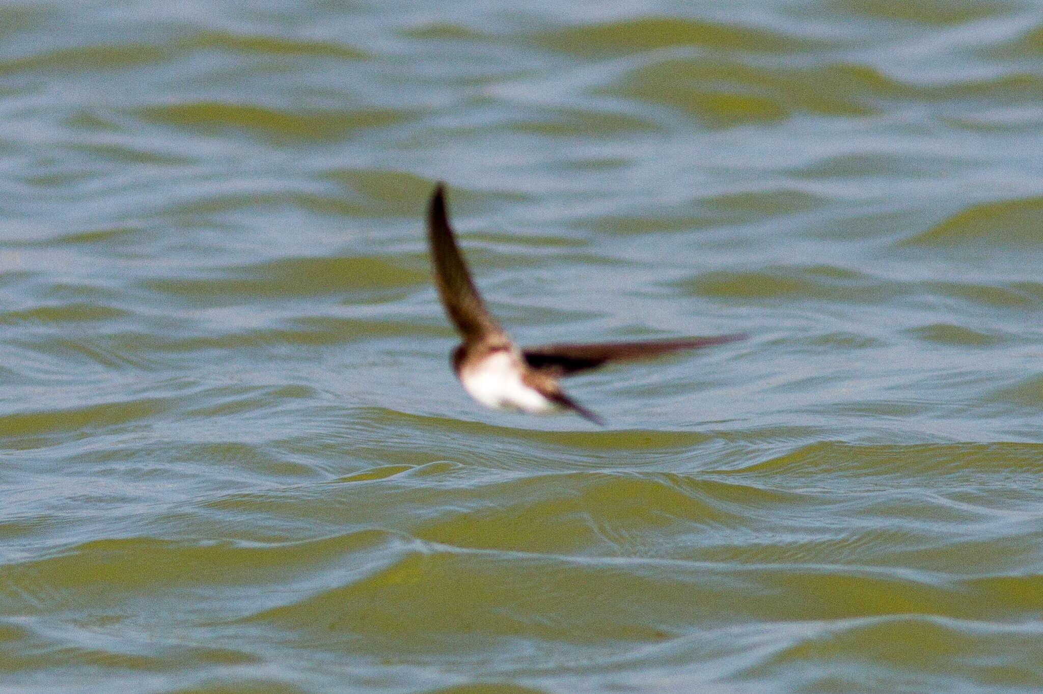 Image of Grey-throated Martin