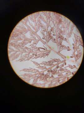 Image de Pleonosporium vancouverianum