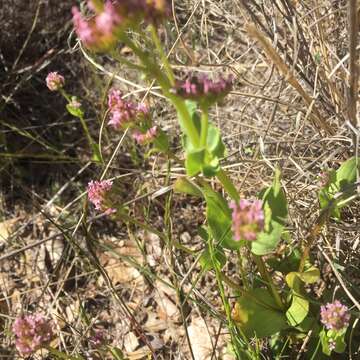 Plancia ëd Valeriana ciliosa (Greene) Byng & Christenh.