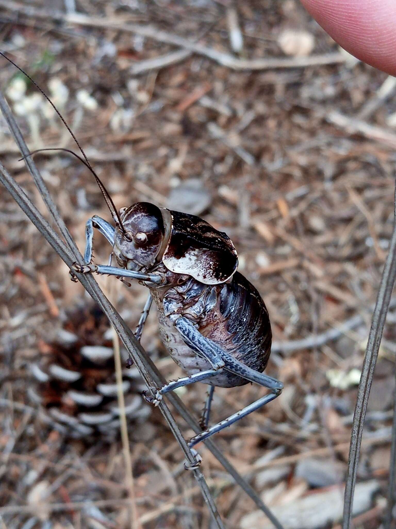 Image of Pycnogaster (Pycnogaster) valentini Pinedo 1987