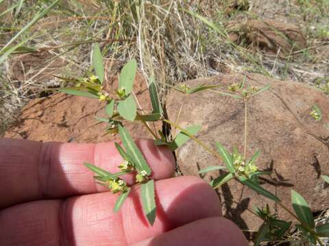 Image of Hyssop-Leaf Sandmat