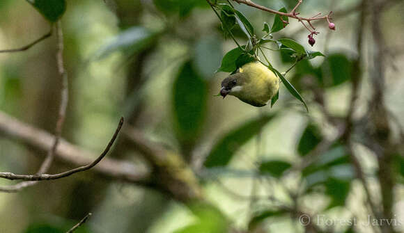 Image of Mindanao White-eye