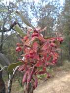 Imagem de Epidendrum radioferens (Ames, F. T. Hubb. & C. Schweinf.) Hágsater