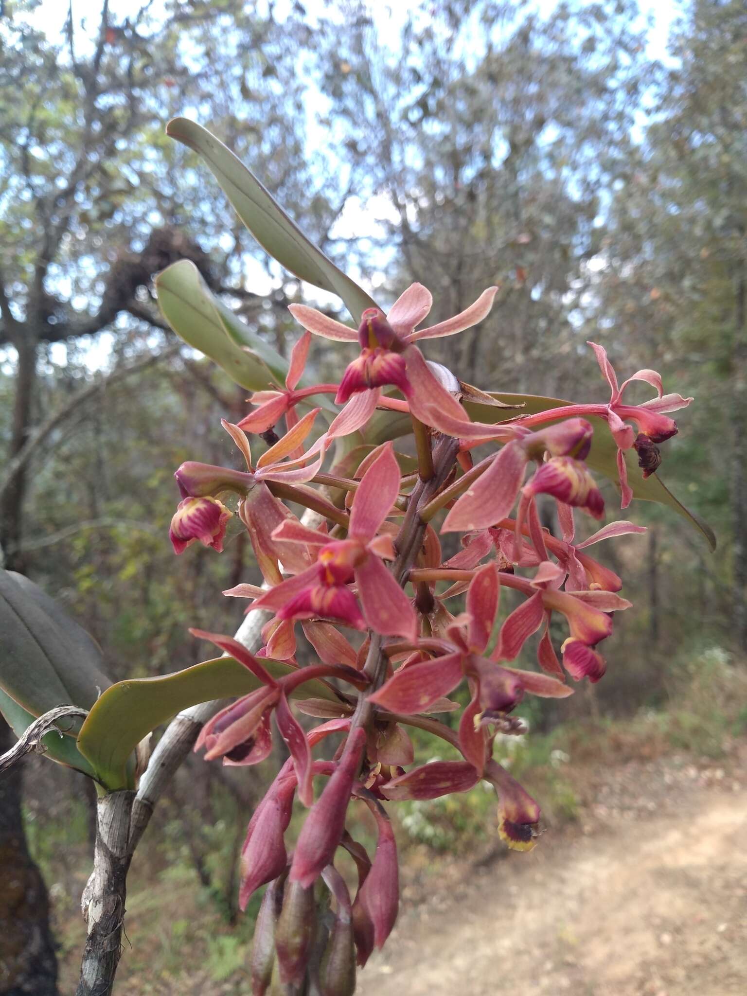 Imagem de Epidendrum radioferens (Ames, F. T. Hubb. & C. Schweinf.) Hágsater