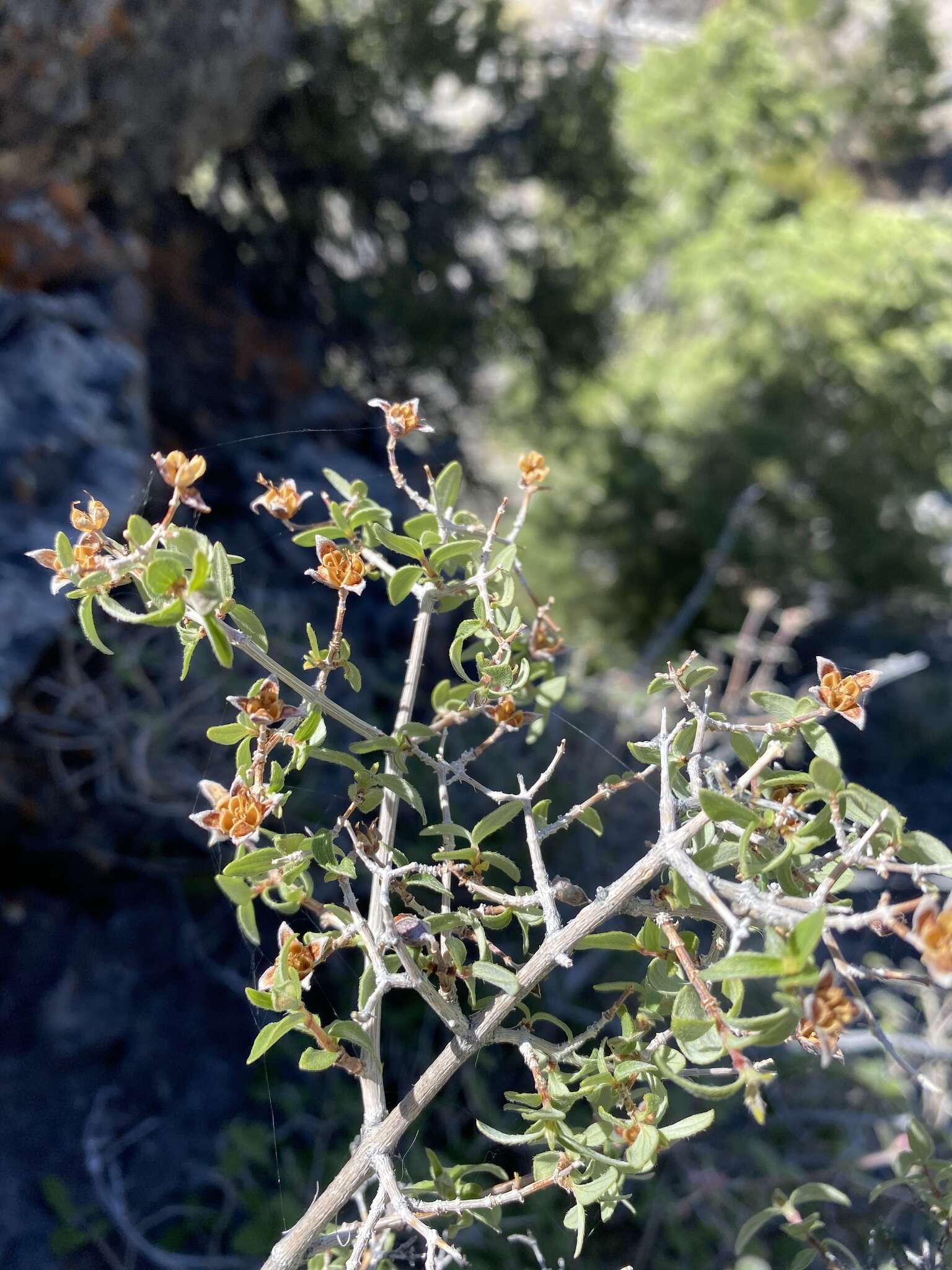 Imagem de Philadelphus microphyllus A. Gray