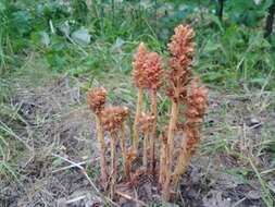 Image of Orobanche flava Mart.