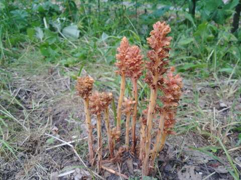 Image of Orobanche flava Mart.