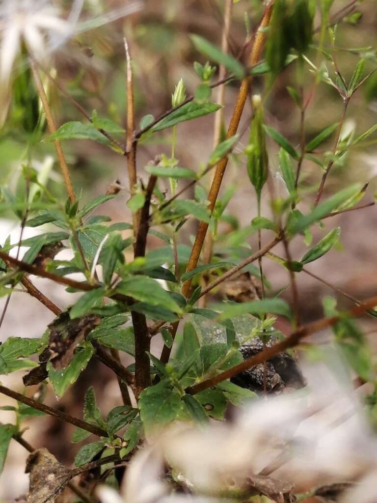 Image de Brickellia diffusa (Vahl) A. Gray