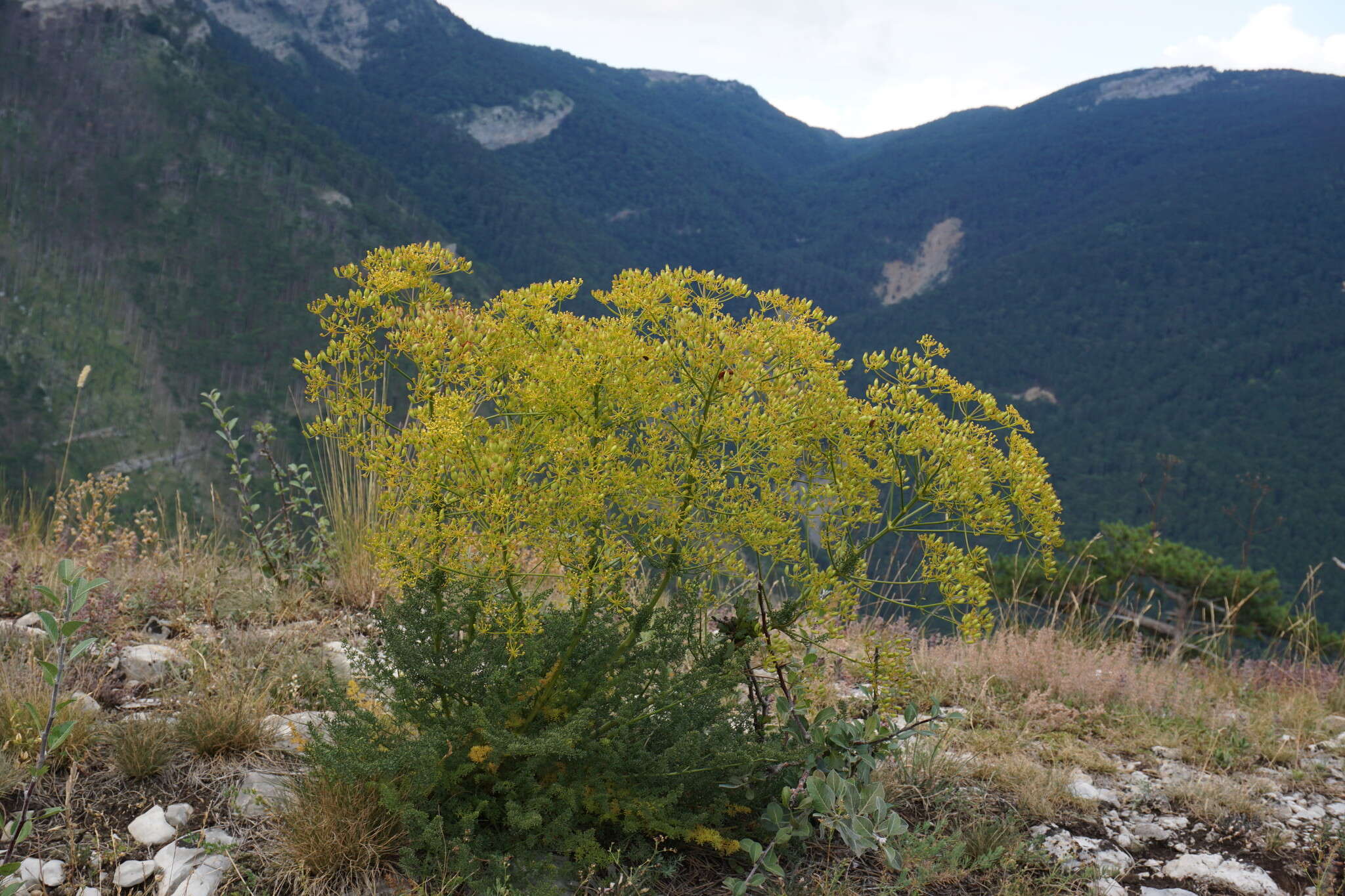 Image of Ferulago campestris (Besser) Grec.