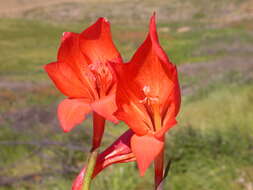 Imagem de Gladiolus huttonii (N. E. Br.) Goldblatt & M. P. de Vos