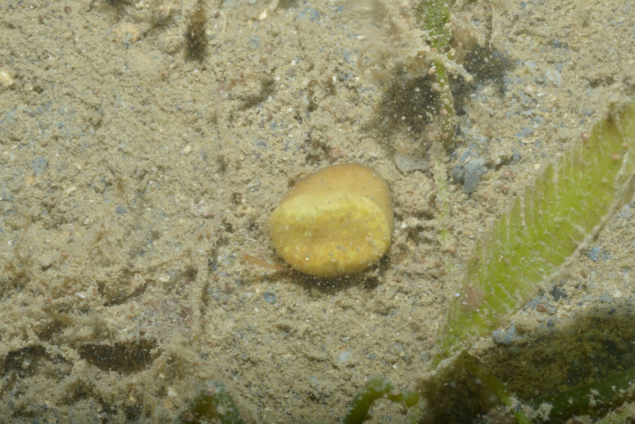Image of Button Coral