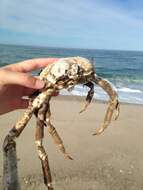 Image of doubtful spider crab