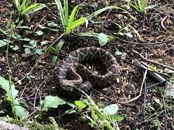 Image of Cascabel Rattlesnake