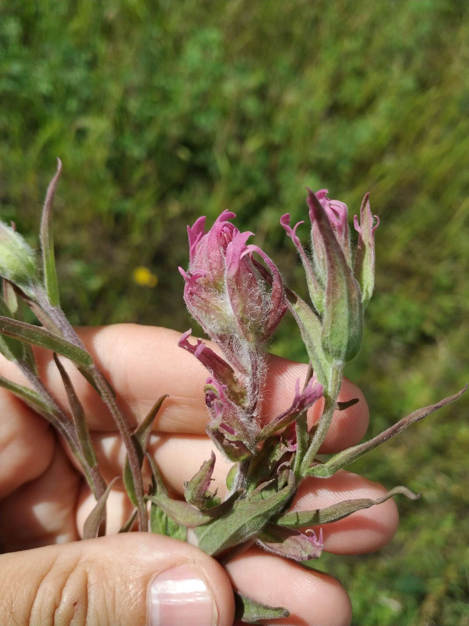 Castilleja rubra (Drob.) Rebr. resmi