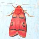 Image of Cyana coccinea (Moore 1878)