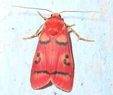 Image of Cyana coccinea (Moore 1878)