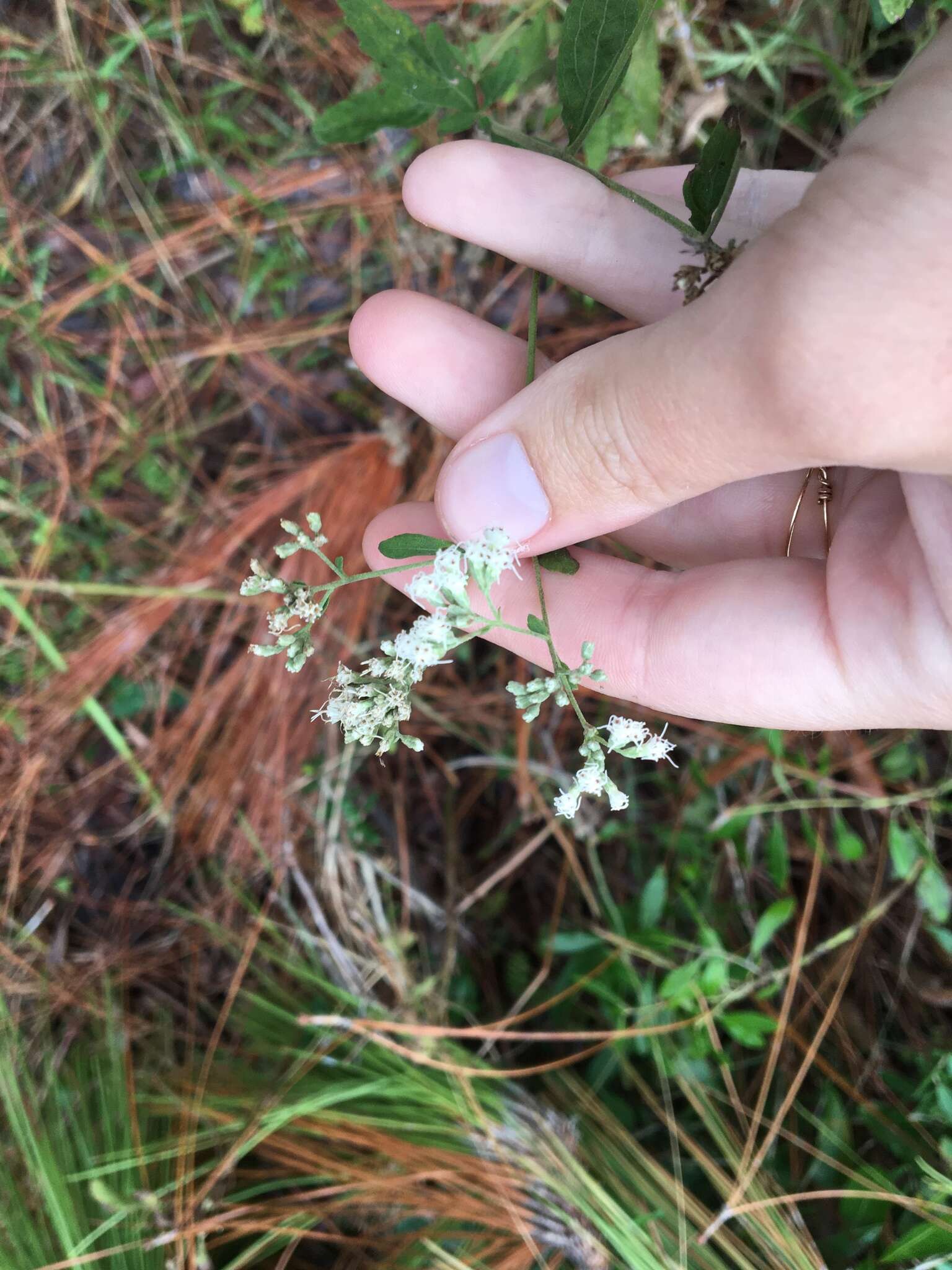 Image of Small-Flower Thoroughwort