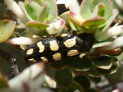 Image of Castiarina decemmaculata (Kirby 1818)