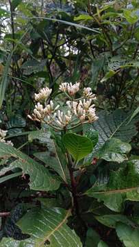 Image of Psychotria bullulata Bremek.