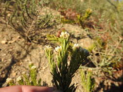 Image of Phylica imberbis Berg.