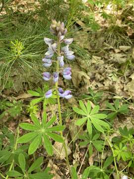 صورة Lupinus perennis subsp. perennis