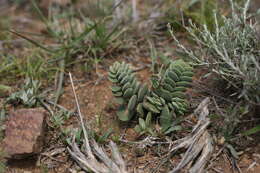 Image of Crassula decidua Schönl.