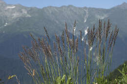 Image of Calamagrostis caucasica Trin.