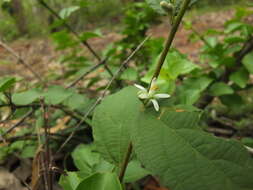 Image of Grewia hirsuta Vahl