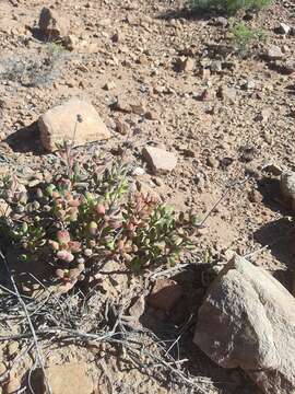 Слика од Crassula rogersii Schönl.