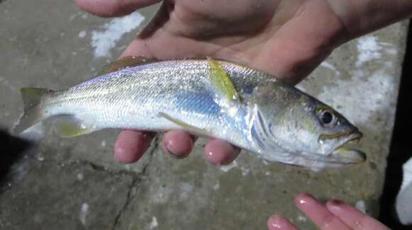 Image of Sand Seatrout