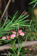 Image of Grevillea rosmarinifolia A. Cunn.