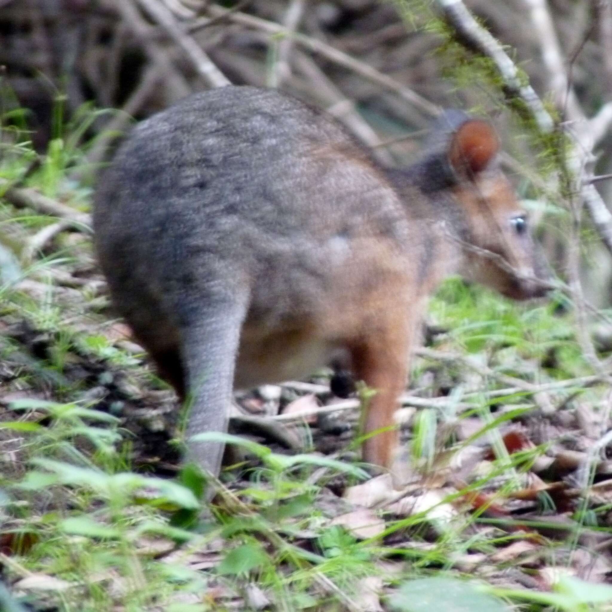 Image of Red-legged Pademelon