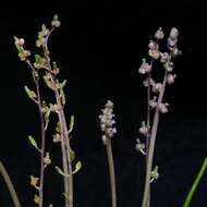 Image of Triglochin laxiflora Guss.