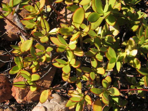 Image of Crassula cultrata L.