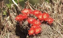 Echinopsis hertrichiana (Backeb.) D. R. Hunt resmi