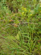 Image of Riddell's Goldenrod