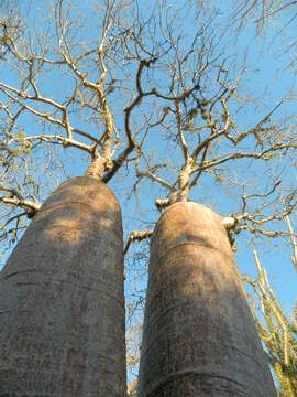 Image of Fony baobab