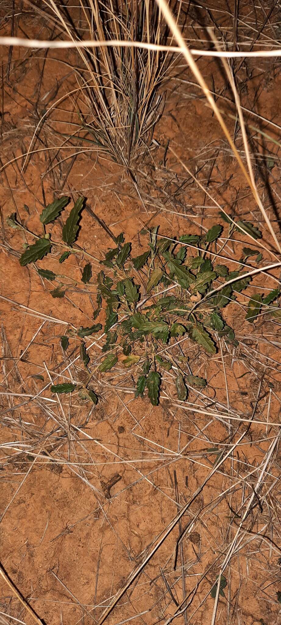 Image of Sida corrugata Lindl.