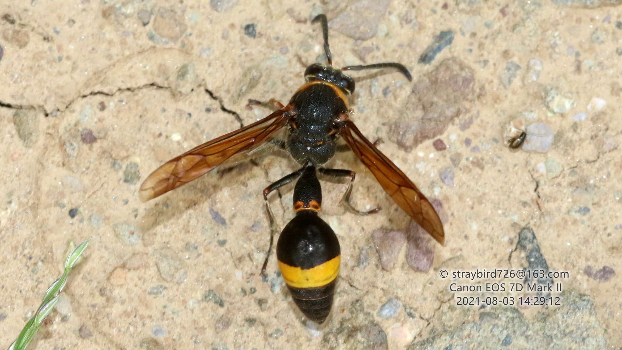 Слика од Oreumenes decoratus (Smith 1852)