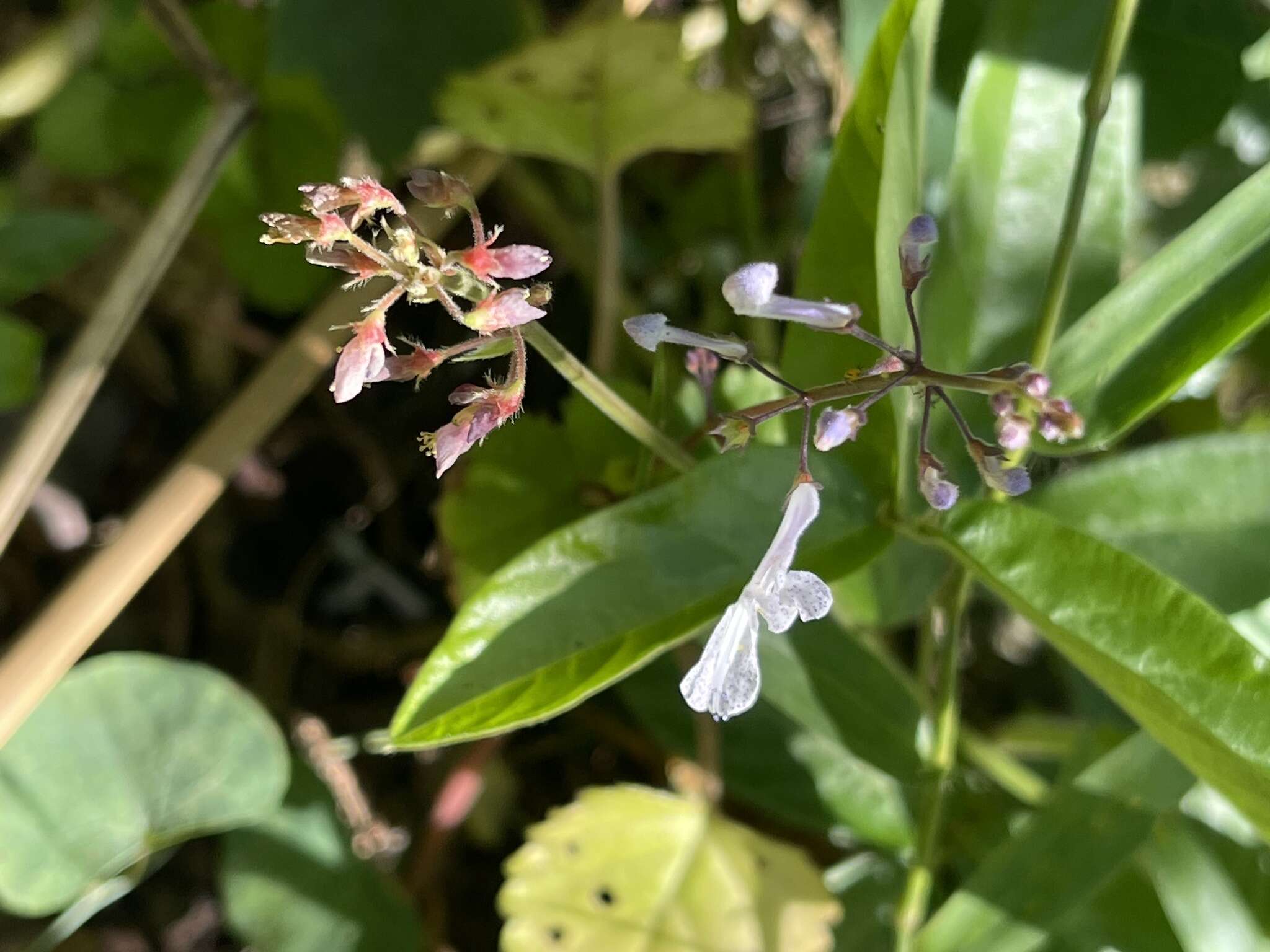 Image of whorled plectranthus