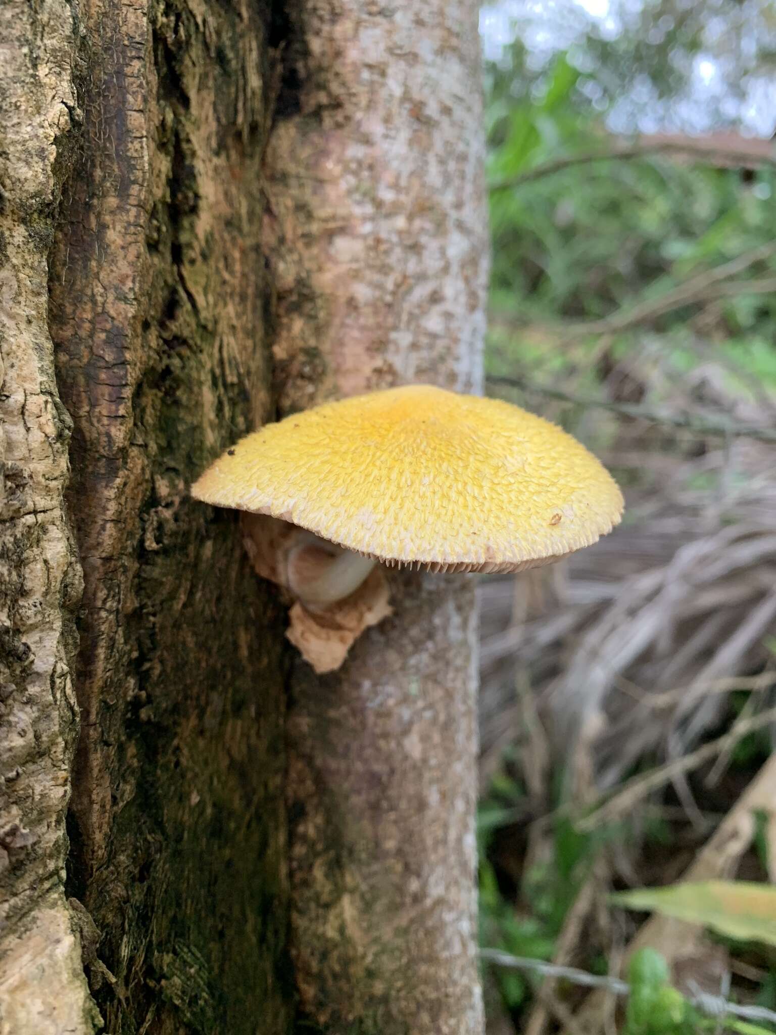 Image of Volvariella bombycina (Schaeff.) Singer 1951