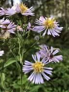 Plancia ëd Symphyotrichum elliottii (Torr. & A. Gray) G. L. Nesom