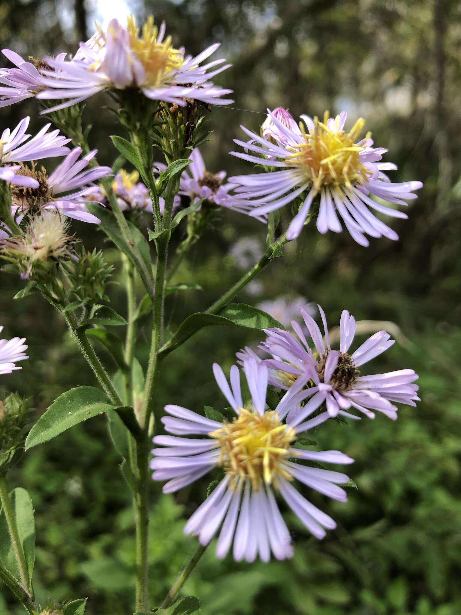 Image of Marsh American-Aster