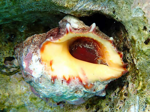 Image of alou rock shell