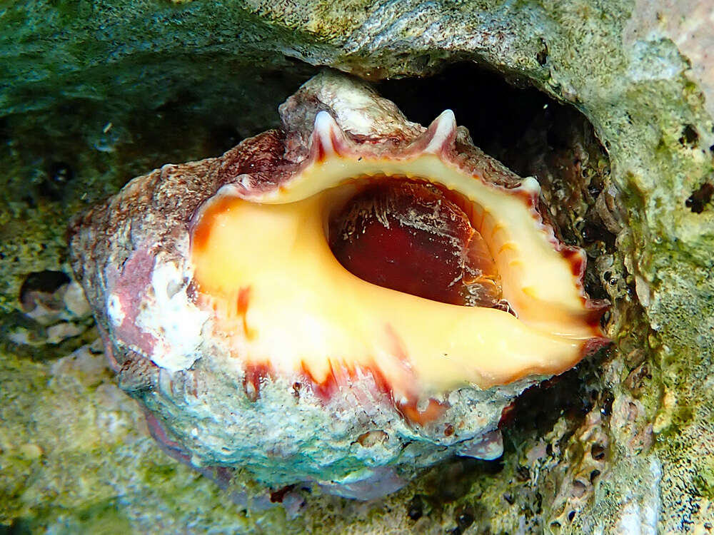 Image of alou rock shell