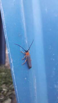 Image of Twin spot longhorn beetle