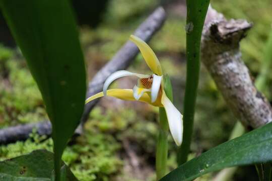 Image of Maxillaria angustisegmenta Ames & C. Schweinf.